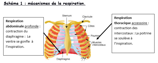 Des signes que tu es stressé - Respire.